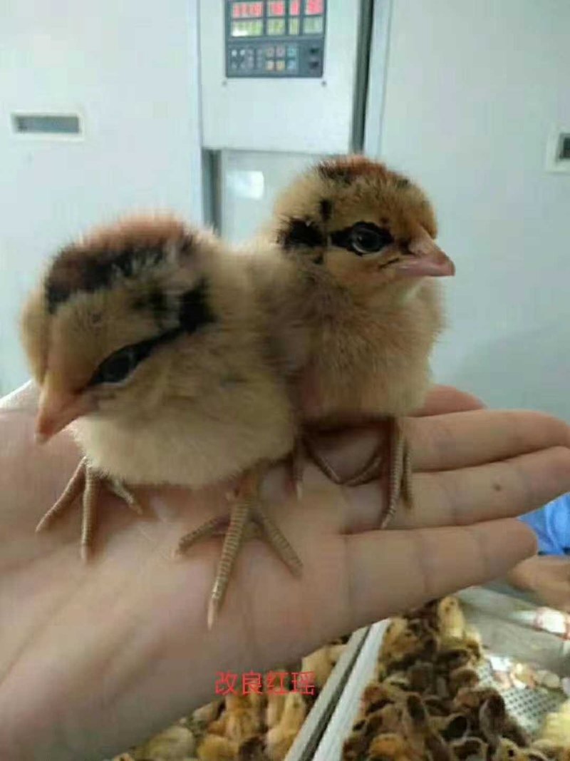 小鸡活体三黄鸡幼苗九斤红脱温鸡五黑鸡幼苗幼雏大红公鸡