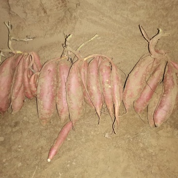 诚丰红薯种植专业合作社出售红薯