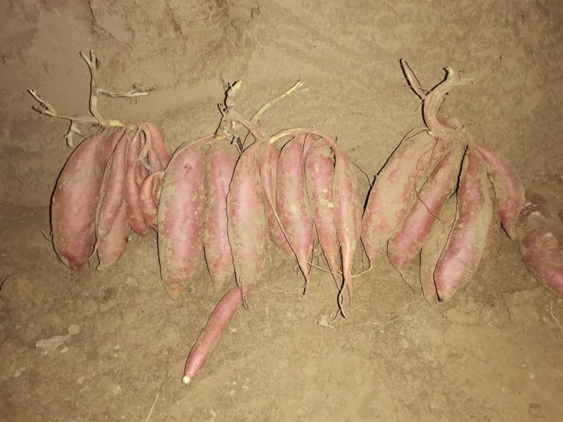 诚丰红薯种植专业合作社出售红薯