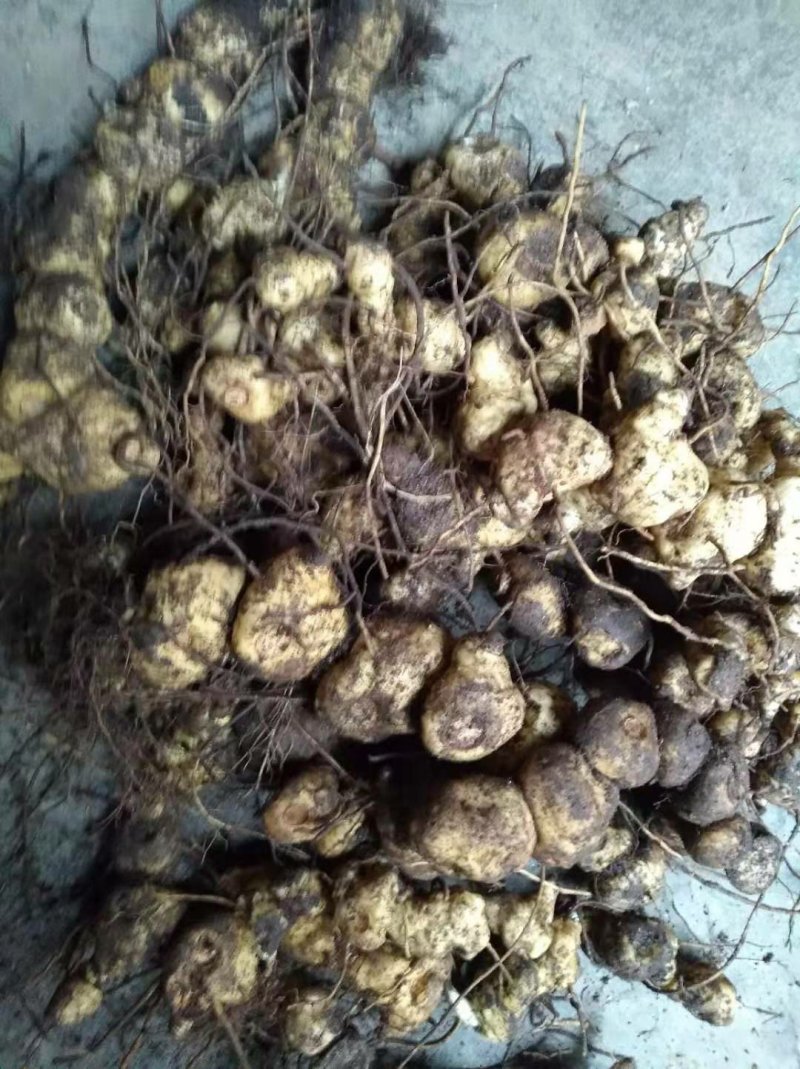 野生甜黄精100斤起批大量低价供货，一手货源