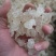 爆米花雪燕