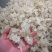 爆米花雪燕
