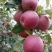 糖心苹果🍎