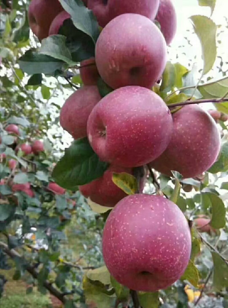 糖心苹果🍎