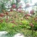 糖心苹果🍎