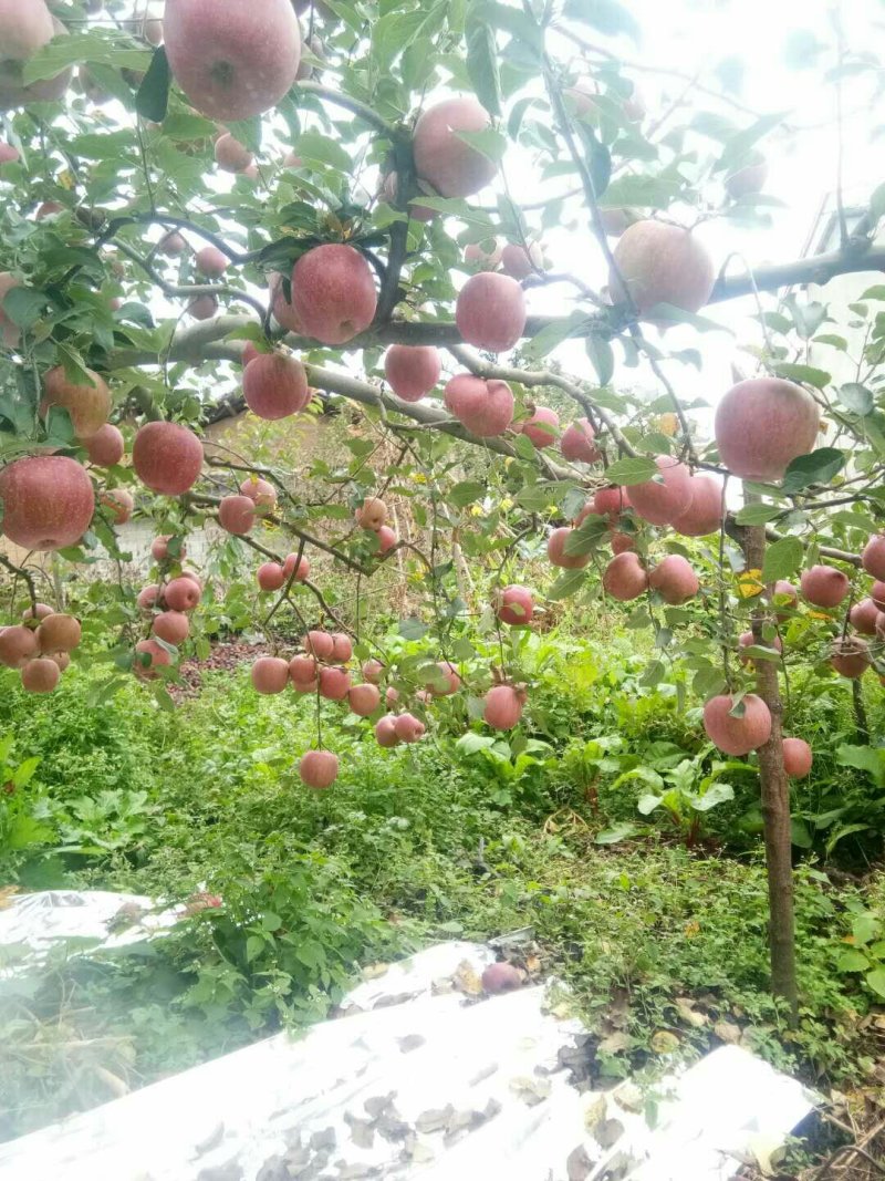 糖心苹果🍎