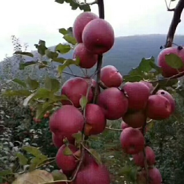 糖心苹果🍎