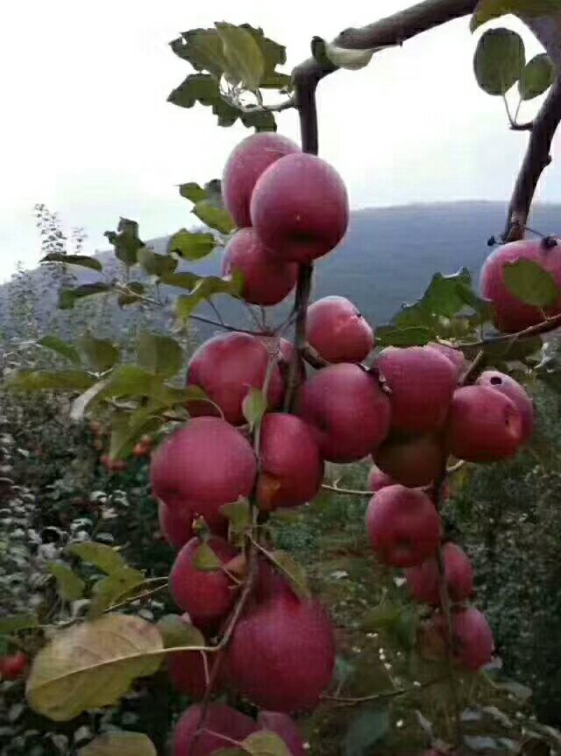 糖心苹果🍎