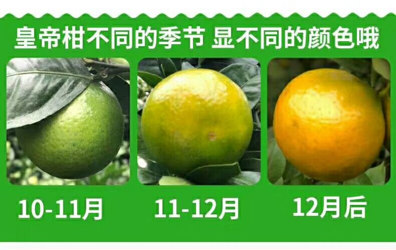 2025季精品果武鸣皇帝柑清甜无酸皮薄多汁一件代发