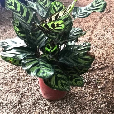 孔雀竹芋带红盆大量批发