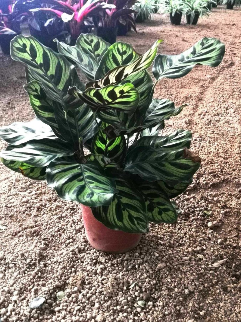 孔雀竹芋带红盆大量批发