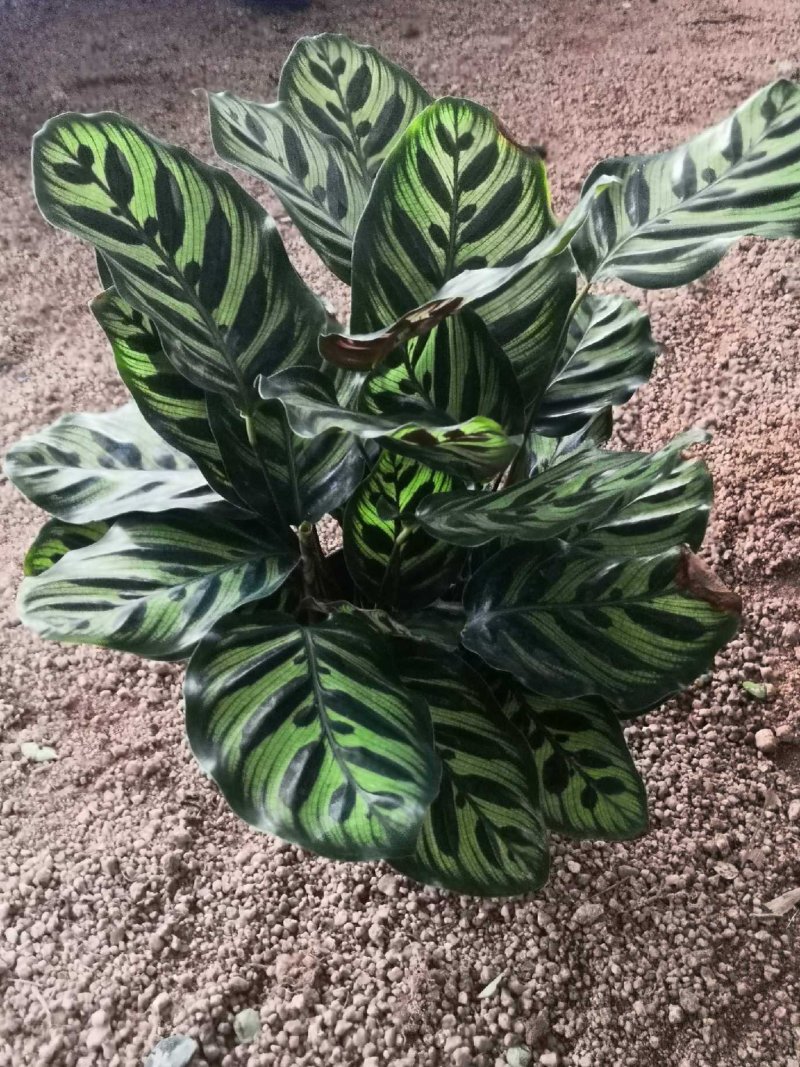 孔雀竹芋带红盆大量批发