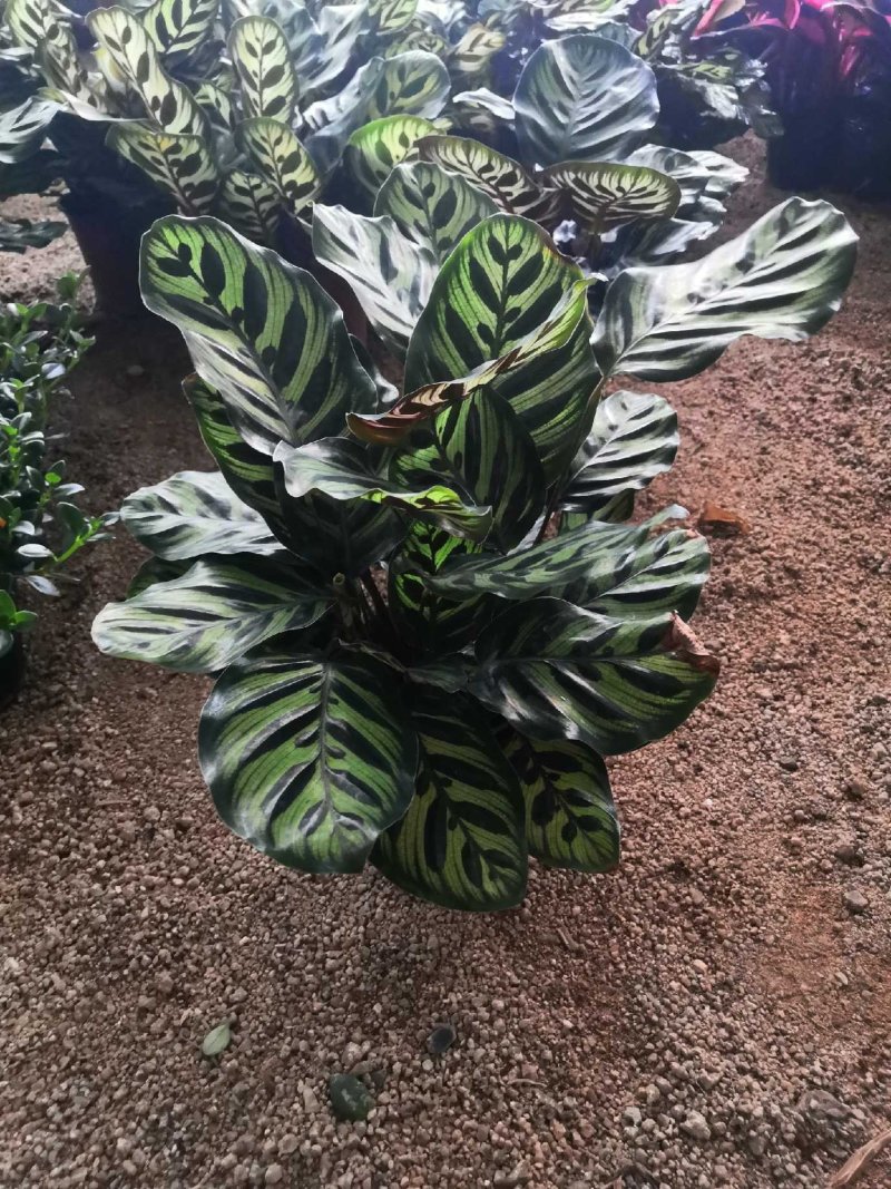 孔雀竹芋带红盆大量批发
