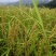 白糯米是贵州大山里山泉水来种植的。