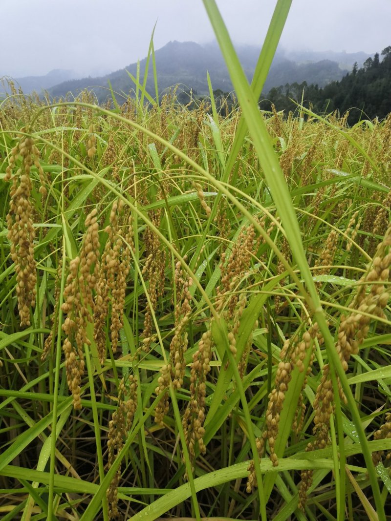 白糯米是贵州大山里山泉水来种植的。