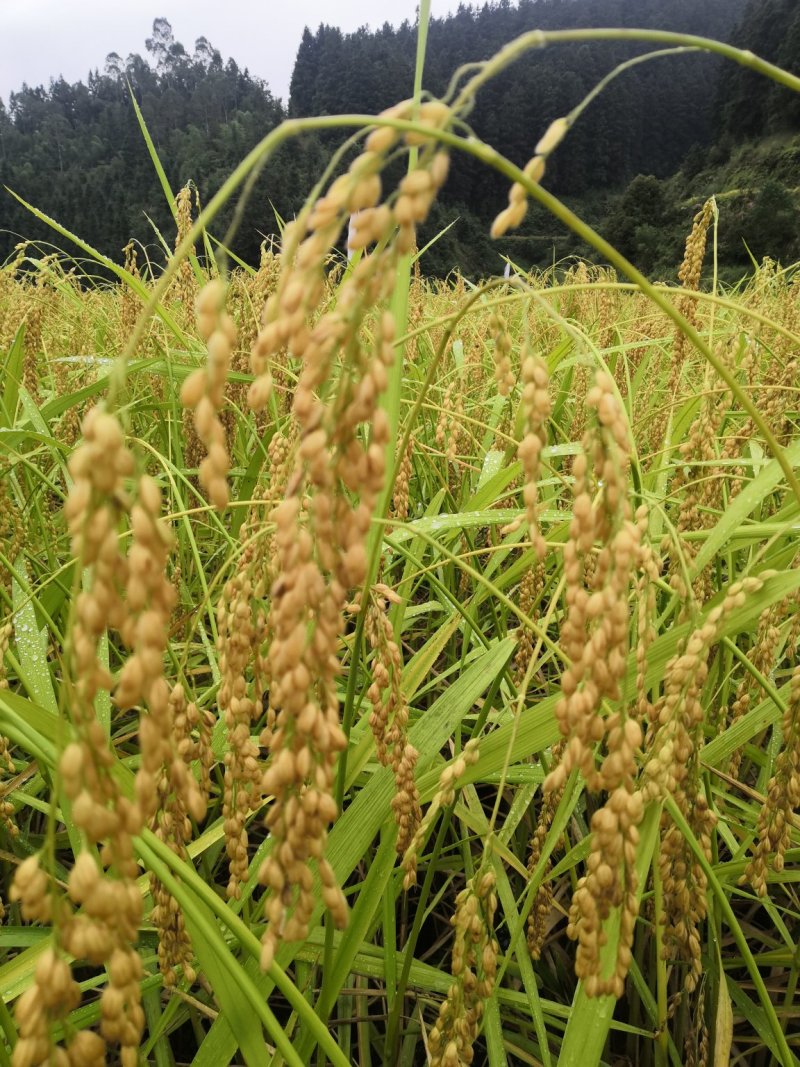 白糯米是贵州大山里山泉水来种植的。