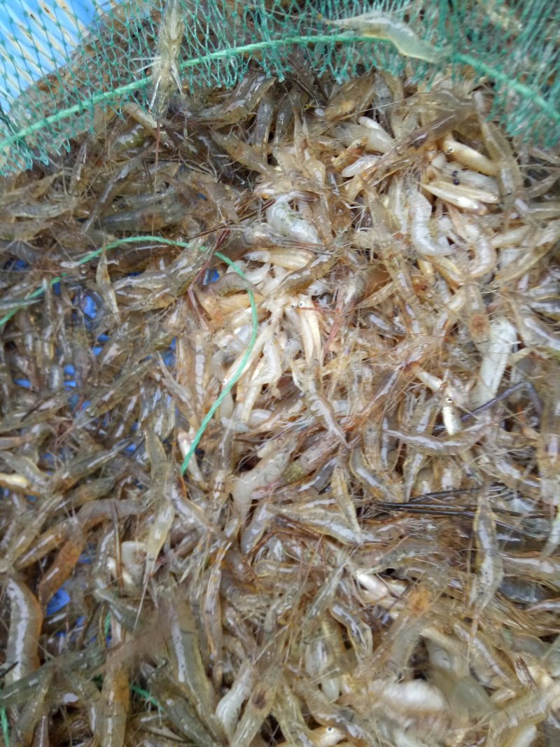 河虾