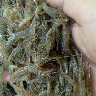 河虾
