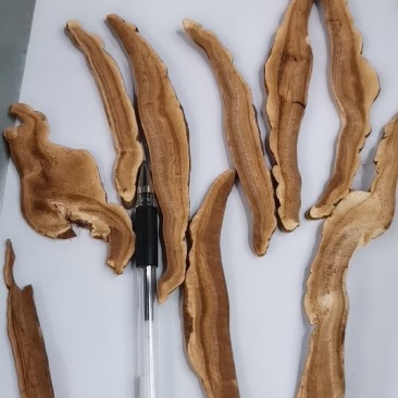 大量供应各种规格的赤灵芝切片，价格低，质量有保障免费打粉