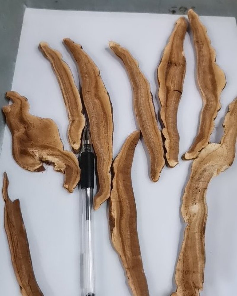 大量供应各种规格的赤灵芝切片，价格低，质量有保障免费打粉