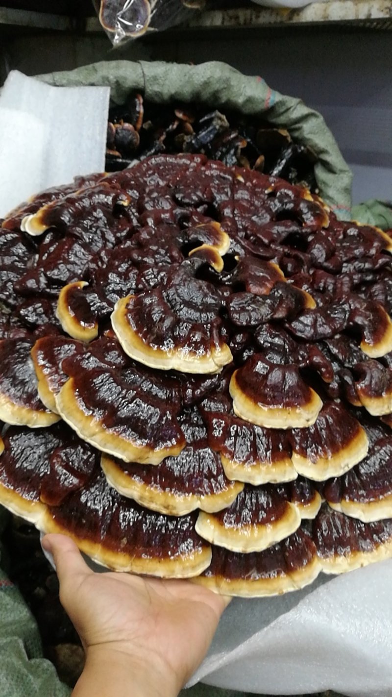 形状颜色好的金边花灵芝，产地直供，价格低