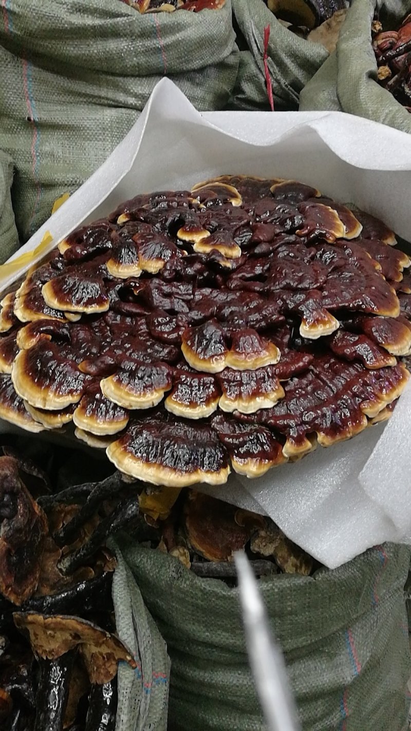 形状颜色好的金边花灵芝，产地直供，价格低