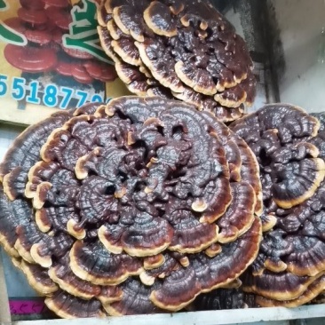 形状颜色好的金边花灵芝，产地直供，价格低