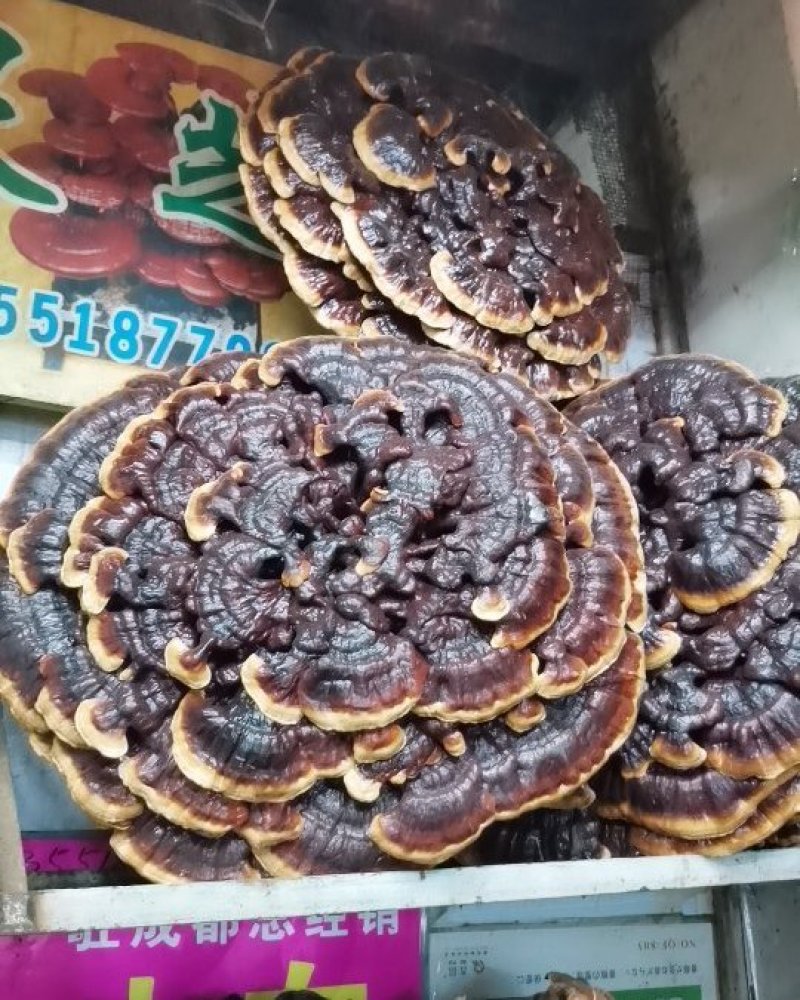 形状颜色好的金边花灵芝，产地直供，价格低