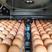 孵化机家用全自动小型鸡鸭鹅蛋孵蛋器880枚中大型致富孵化