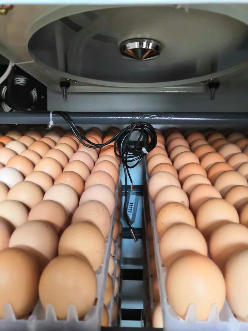 孵化机家用全自动小型鸡鸭鹅蛋孵蛋器880枚中大型致富孵化