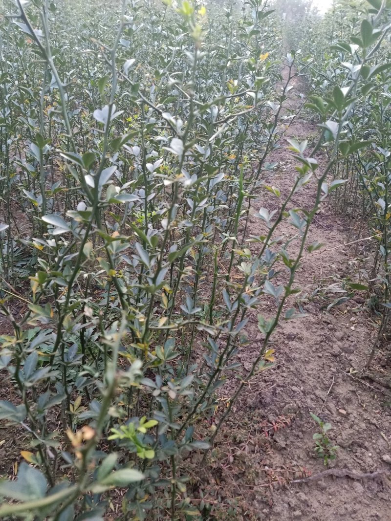 枸橘苗，可作砧木，篱笆墙，自家种植给钱就卖量大从优