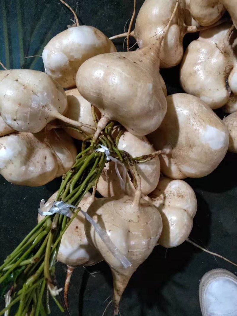 湖北精品凉薯，沙地种植香甜可口，合作社产地批发，，，，，