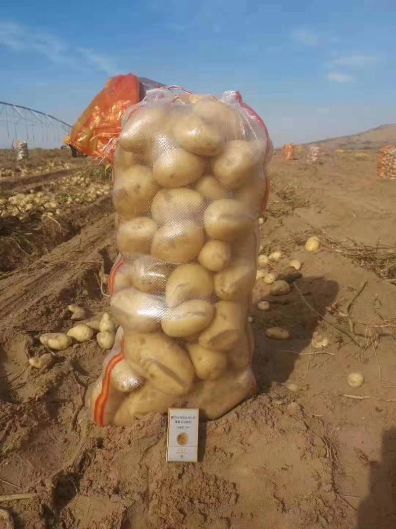 【推荐】陕西希森六号土豆大量上市货源充足支持视频看货