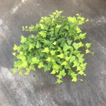 常春藤花叶常青藤金边常春藤您需要的规格都有