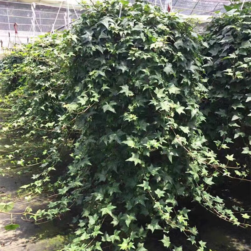 常春藤花叶常青藤金边常春藤您需要的规格都有