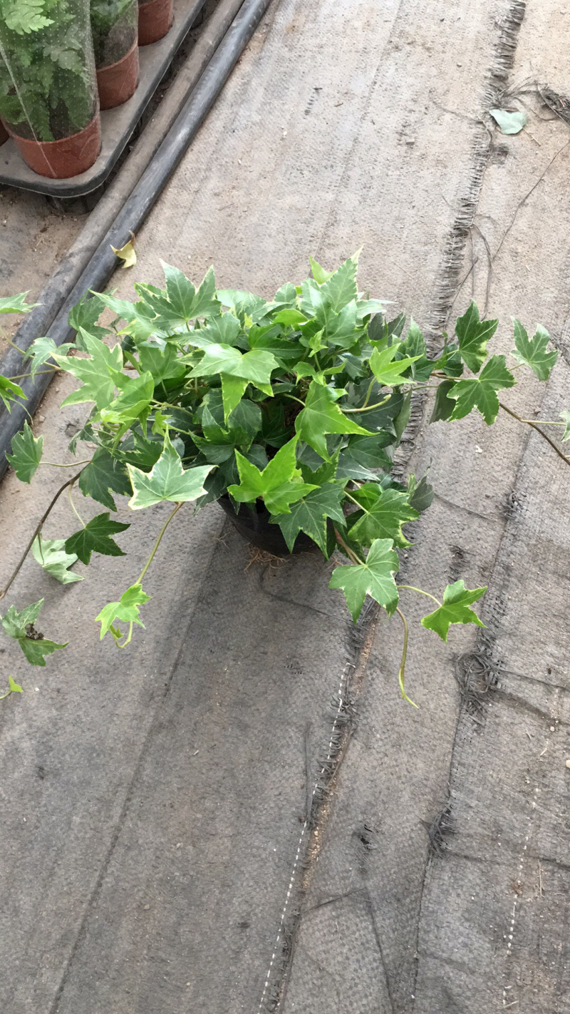 常春藤花叶常青藤金边常春藤您需要的规格都有