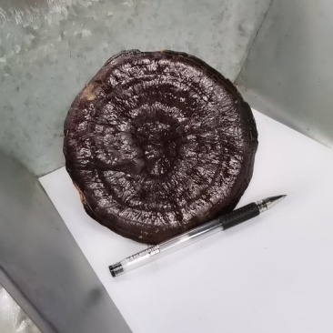 黑灵芝免费打粉大量供应