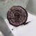 黑灵芝免费打粉大量供应