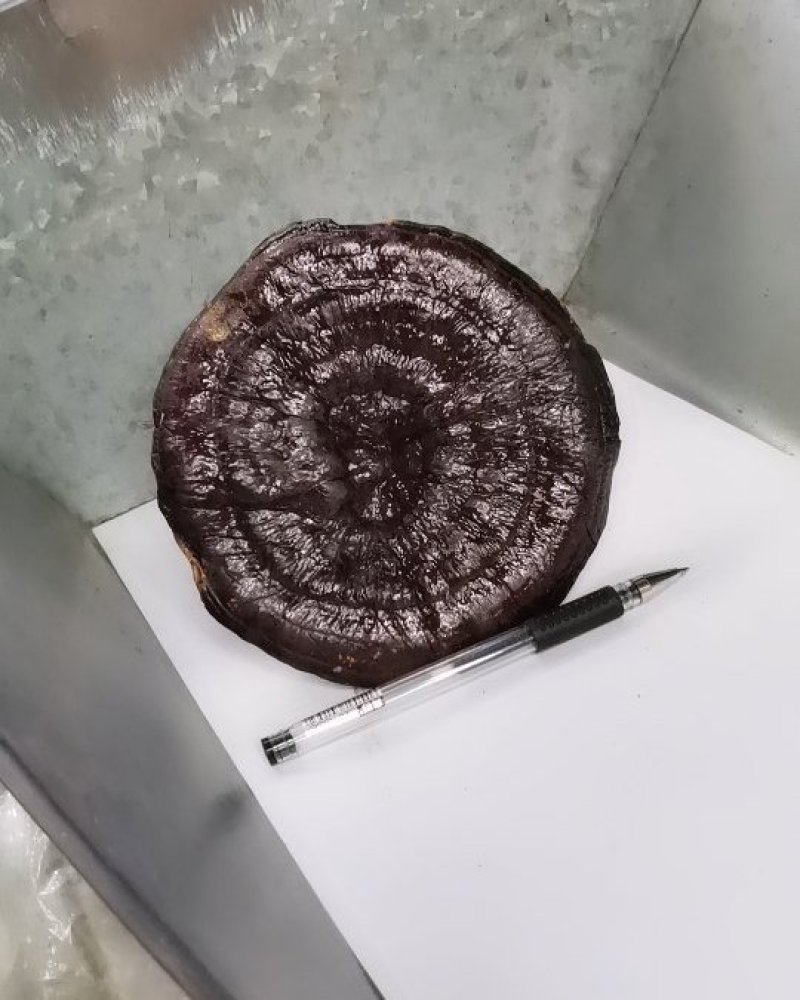 黑灵芝免费打粉大量供应