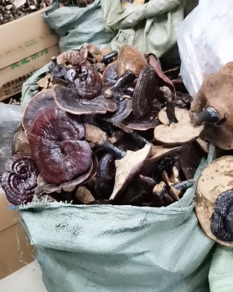 黑灵芝免费打粉大量供应
