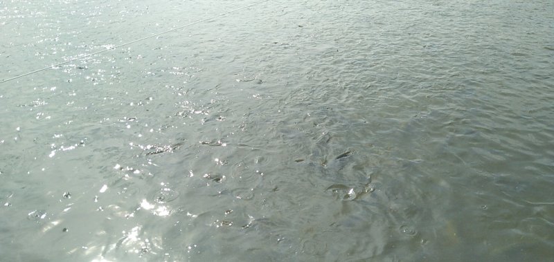 鲫鱼