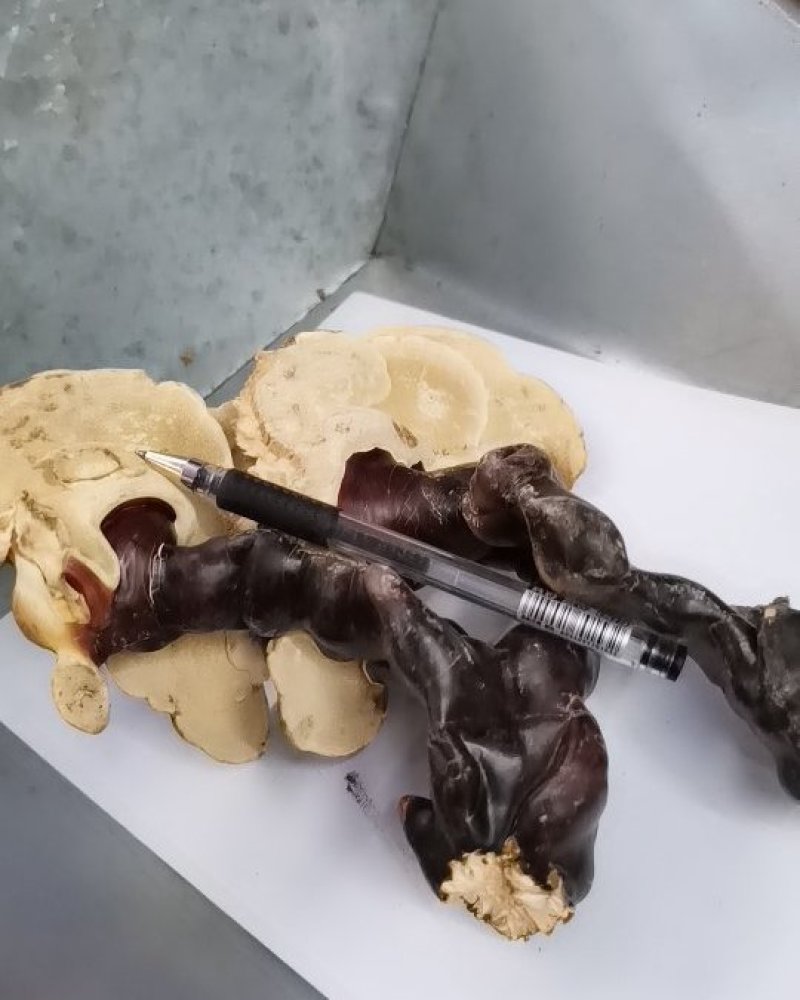 芯子白的白芯灵芝