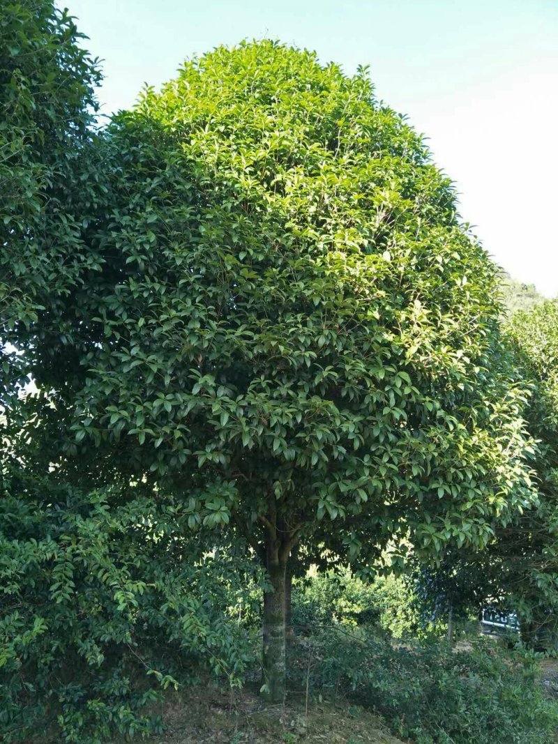 桂花树