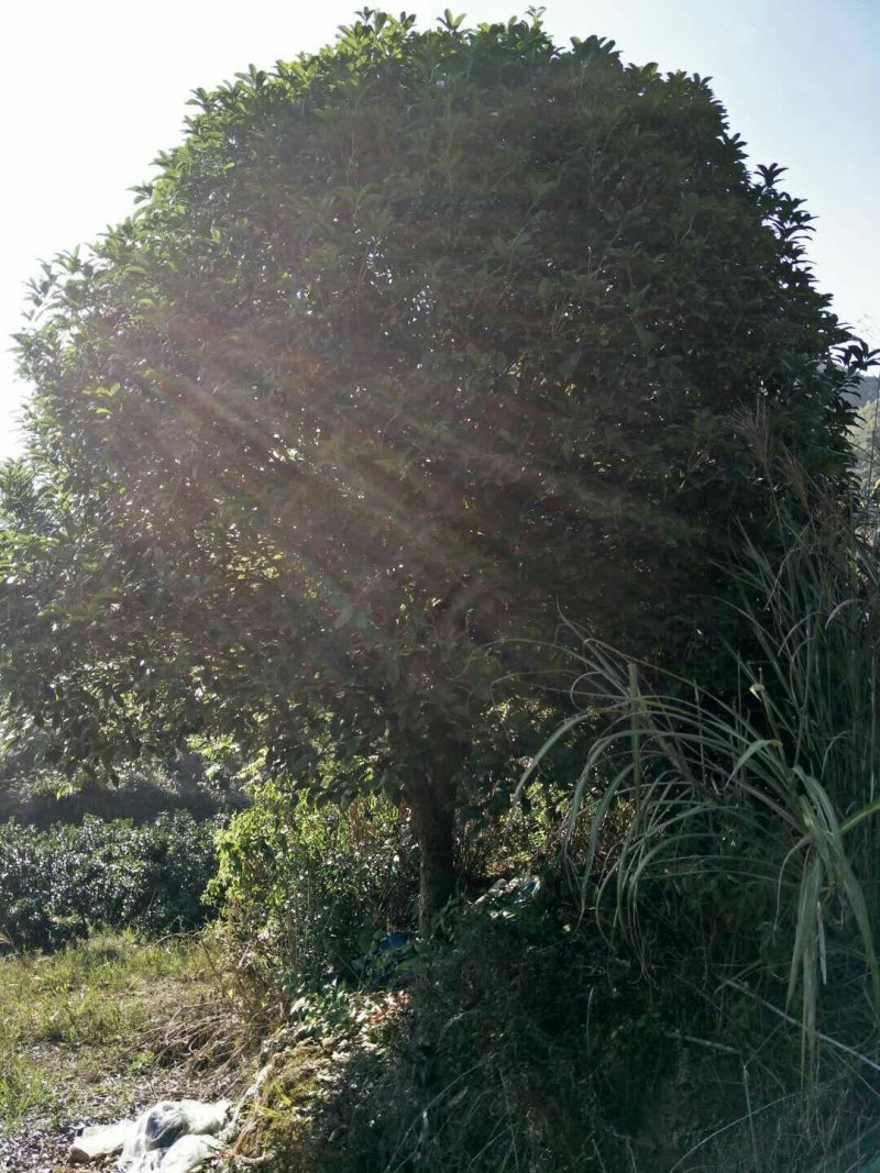 桂花树