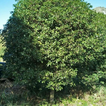 桂花树