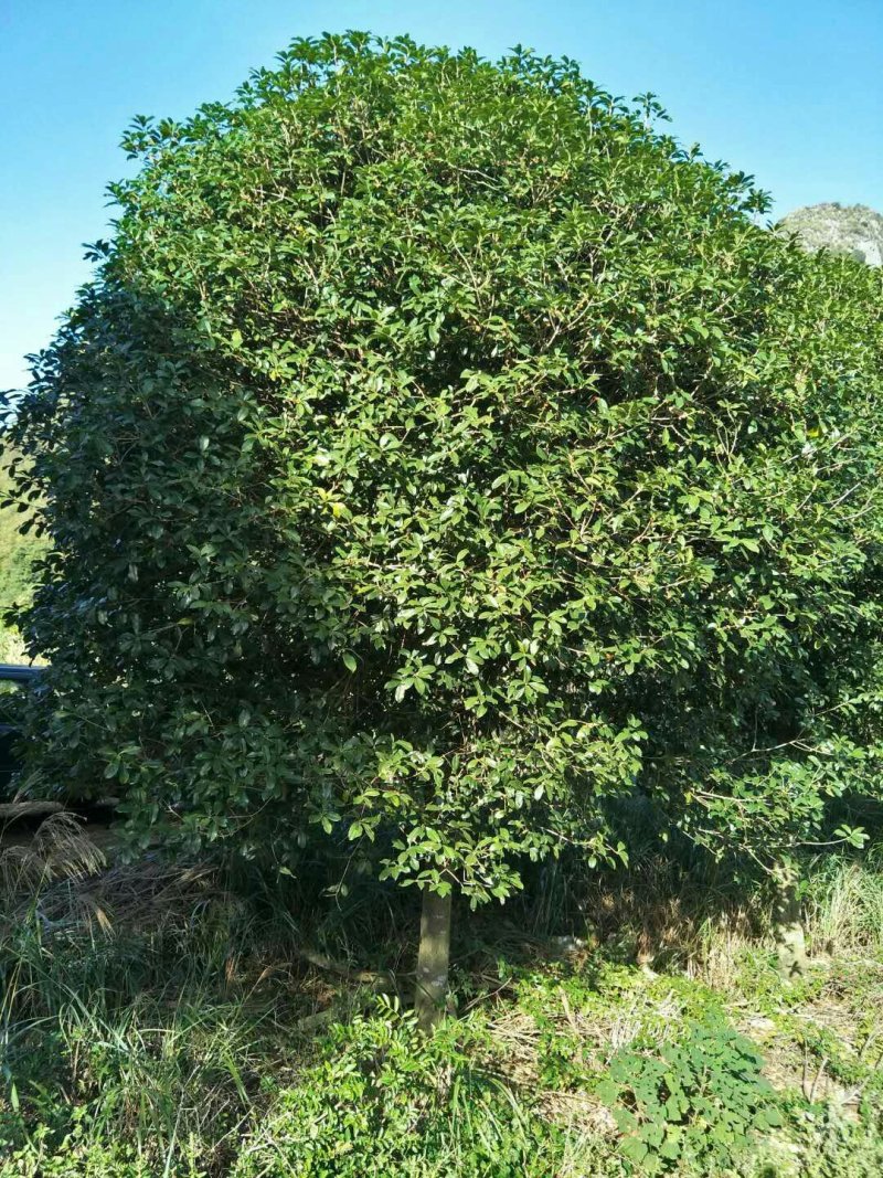 桂花树