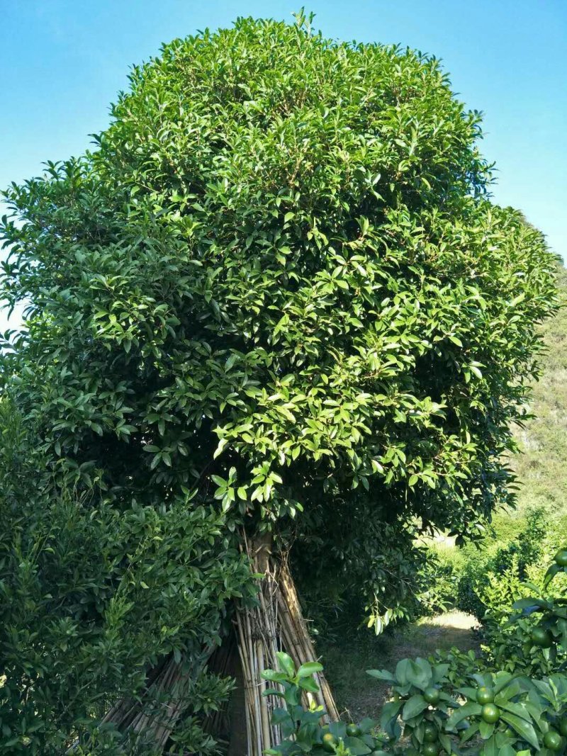 桂花树