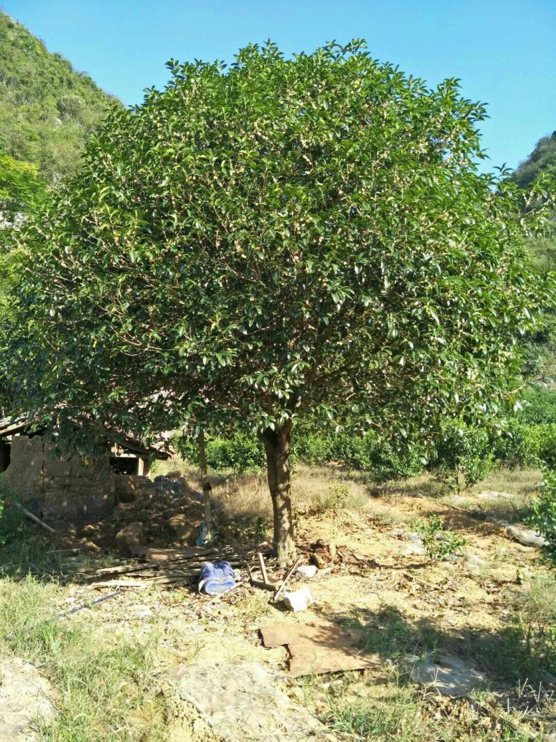 桂花树
