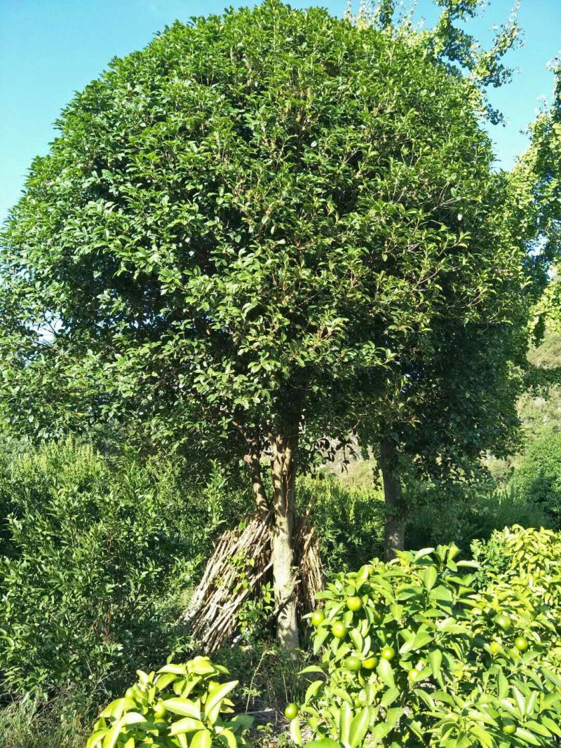 桂花树
