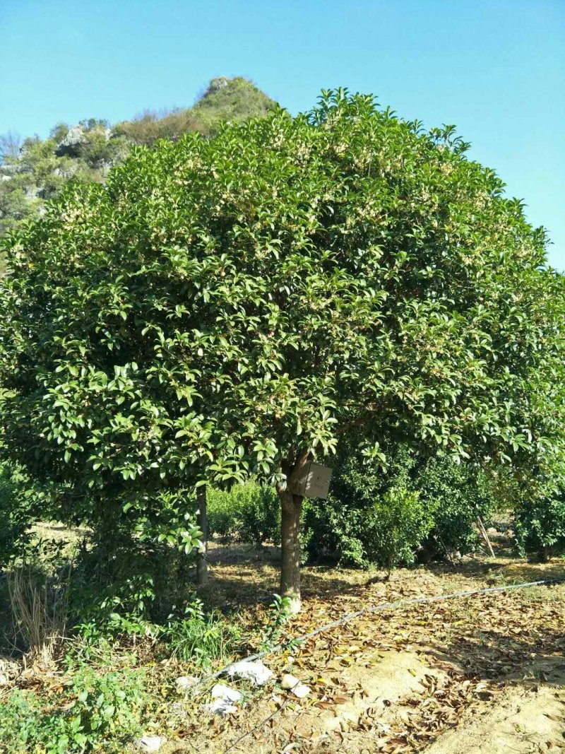 桂花树